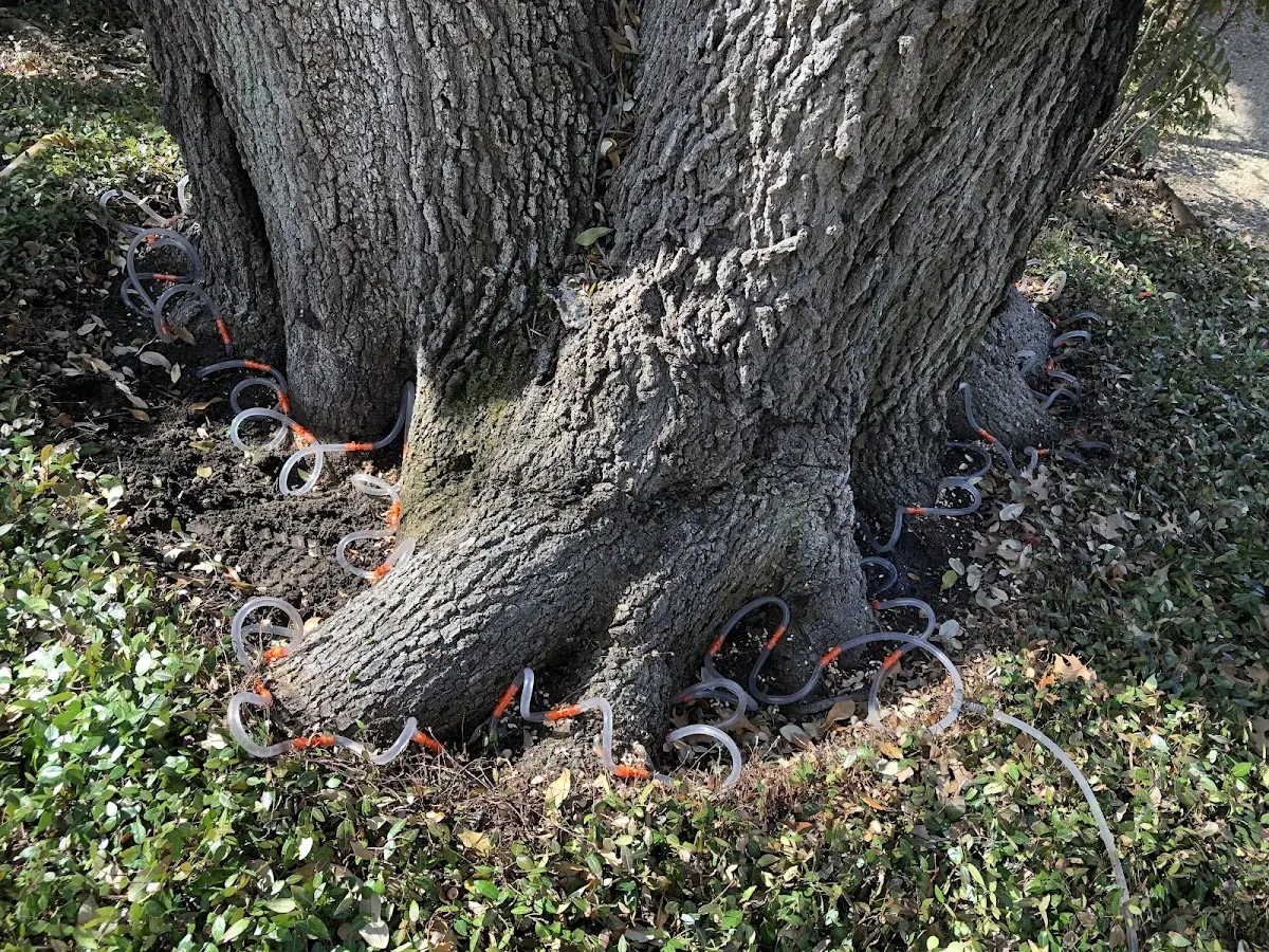 Detailed Tree Cabling and Bracing job site in Lobelville