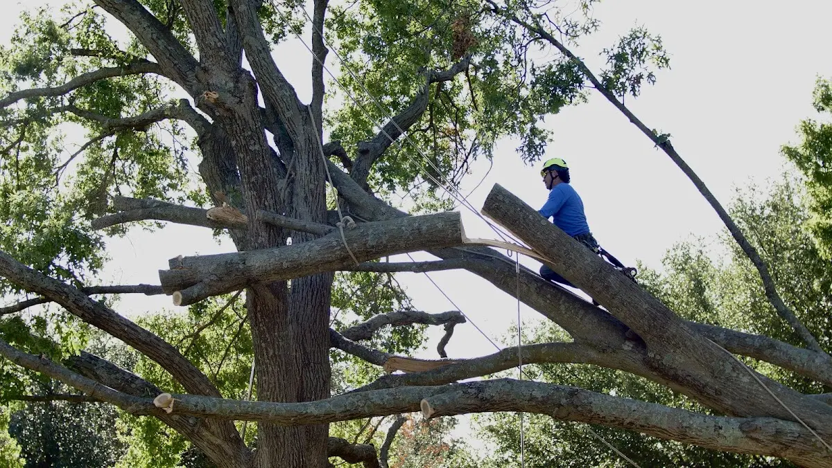 Professional Crown Thinning performed by certified arborists in Lobelville